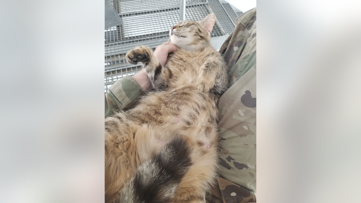 'Tiger' enjoys a rub from U.S. Army Spc. Kaiden
