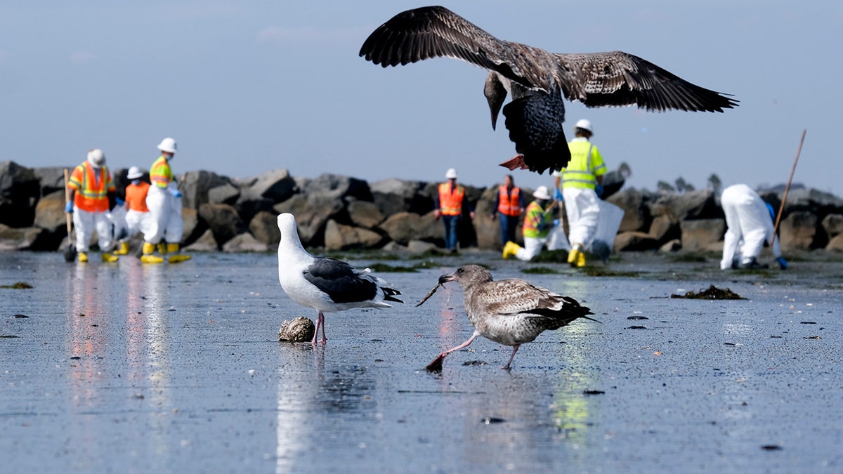 Birds are seen as workers in protective suits clean the contaminated beach after an oil spill in Newport Beach, California, on Oct. 6.