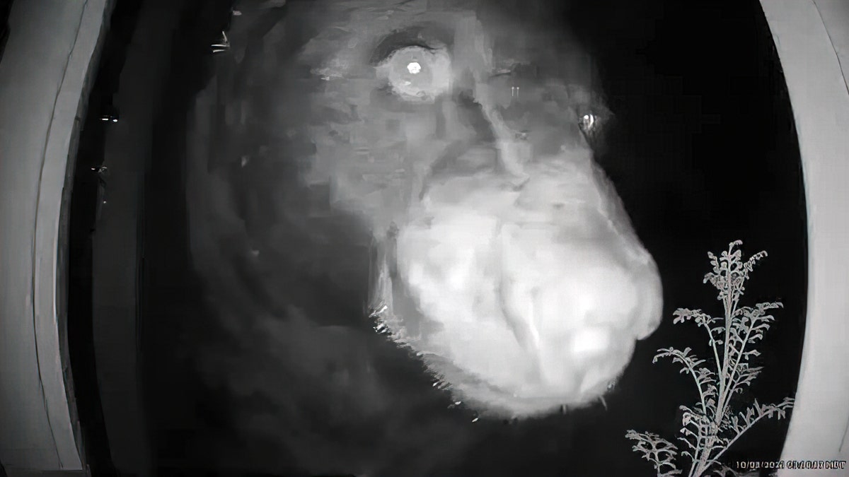 Colorado bear presses face against doorbell