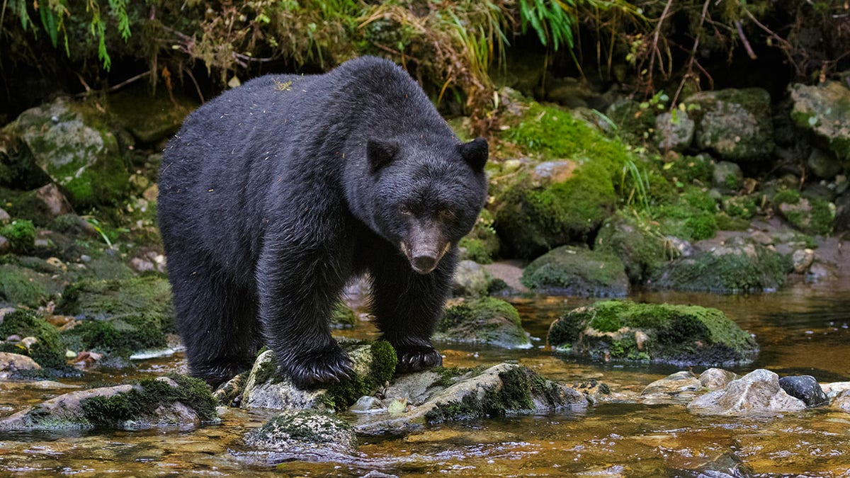Black Bear Along A Stream in Canada's Great Bear Rainforest