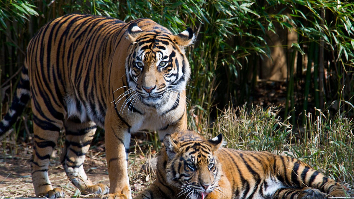 tigers national zoo