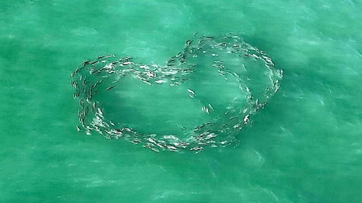 Dabill, 47, was originally searching for mullet when he came across the school of Crevalle jacks swimming in a heart shape.