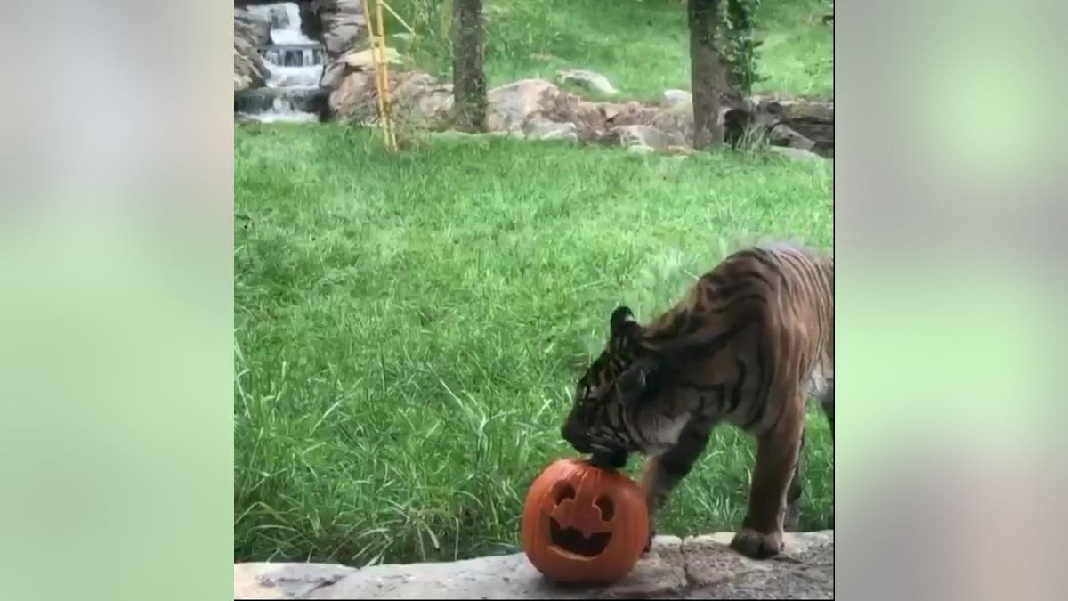 Frances the Sumatran tiger grabbed the carved pumpkin's top before she tried to leap away with it. Nashville Zoo guest Michelle Wolfe captured the moment during her visit in October 2019.