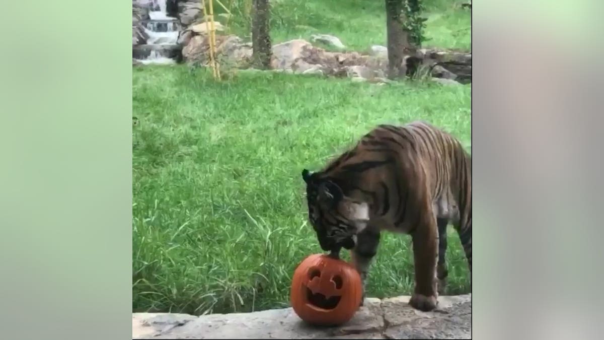 The Nashville Zoo reshared a video of the facility's Sumatran tiger Frances, who failed to carry a jack-o'-lantern during a 2019 enrichment program. The video has gained new life on social media.