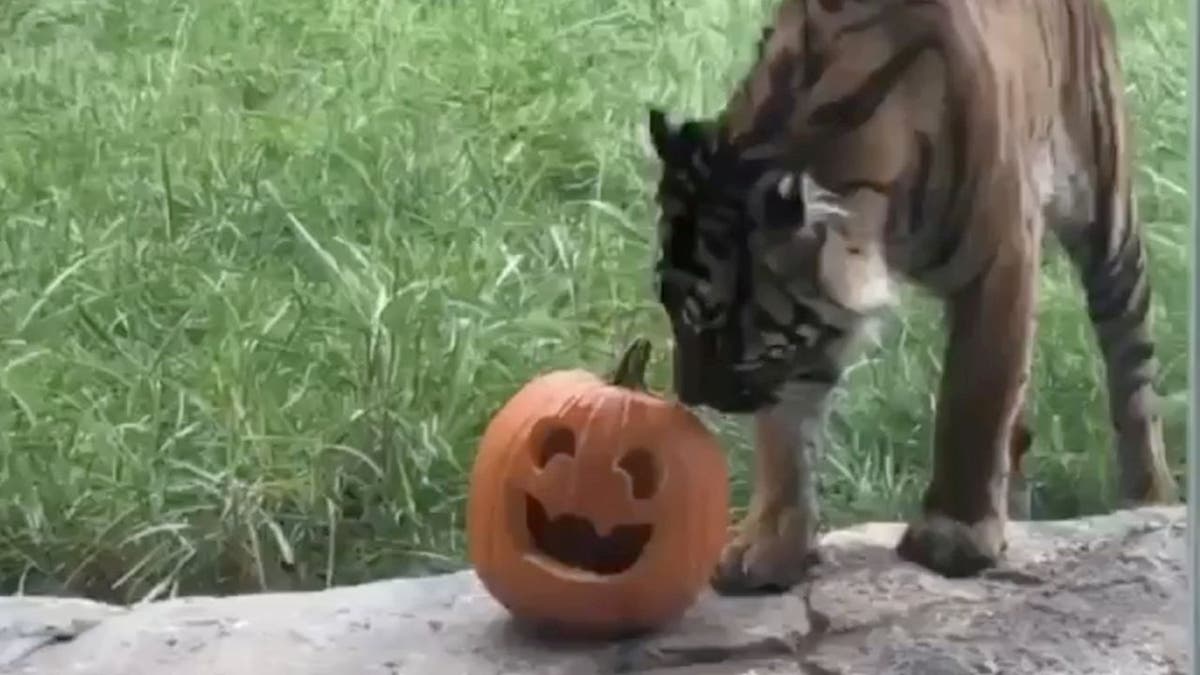 Frances the Sumatran tiger, 7, lives at the Nashville Zoo's Tiger Crossroads exhibit in Tennessee.