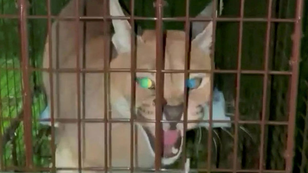 Cat escapes surburb near Detroit