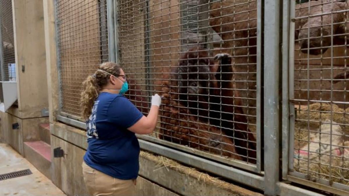 A zookeeper treating an orangutan