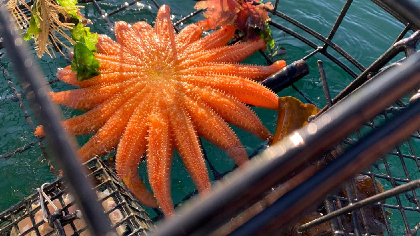 star-fish-shock-742173.jpg?ve=1&tl=1