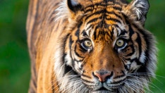 Endangered Sumatran tiger dies at Washington zoo after suffering severe injuries during breeding introduction