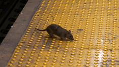 Pest control: cities deploy birth control to fight rat infestations