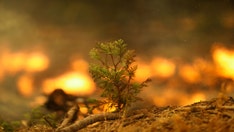 California wildfires: Hundreds of giant sequoias may have burned, reports say