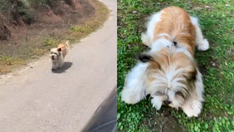 Couple adopts abandoned dog after noticing she was chasing their car