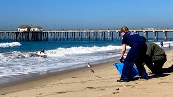 California oil spill: Harbor patrol searched, was unable to find fuel on the water