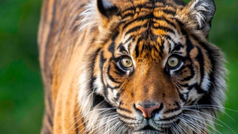 Endangered Sumatran tiger dies at Washington zoo after suffering severe injuries during breeding introduction