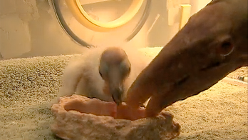 California condor chicks hatched in 'virgin birth'