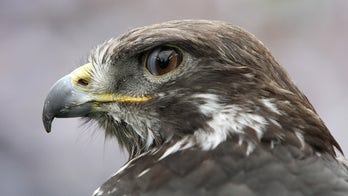 Taima the Hawk harasses Seahawks fan during game vs. Rams