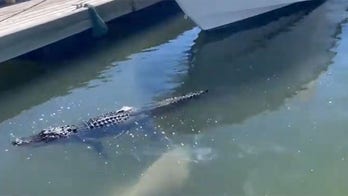 Shark bites alligator in shocking video