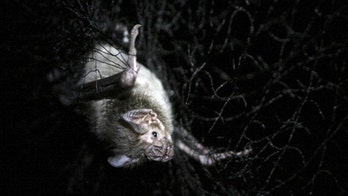 AI used to predict which animal viruses are likely to infect humans: study