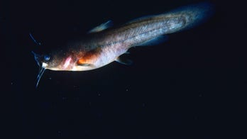 Rare fish, last spotted in Ohio creek in 1957, declared extinct