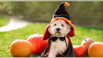 Halloween 2022 brings dangers for pets: How to keep your animals safe