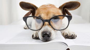 'Genius dogs' are capable of learning words related to objects: Study