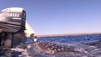Dog kisses shark during boat trip off the coast of Australia
