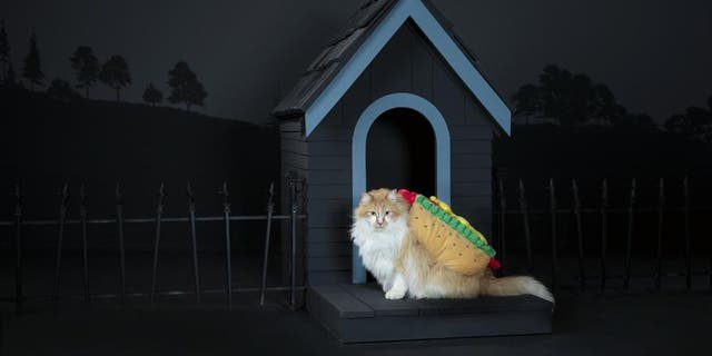 Foodies are sure to love any pet Halloween costume that reminds them of their favorite dish.