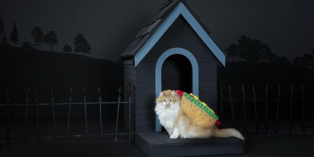 Foodies are sure to love any pet Halloween costume that reminds them of their favorite dish.