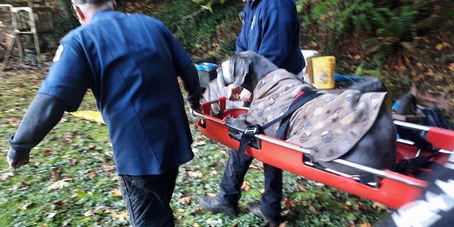 The dog was rescued by the Westport Fire and Rescue Squad.
