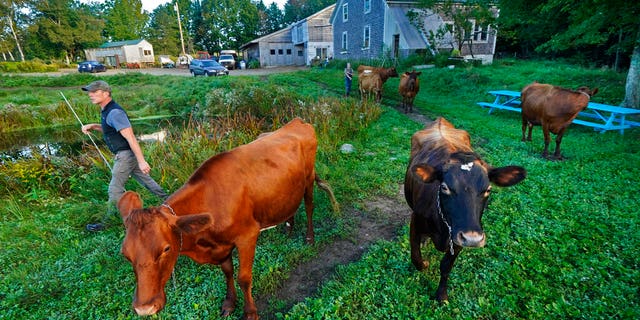 Phil Retberg leads his cows back to pastures after morning milking on his family's farm, Friday, September 17, 2021 in Penobscot, Maine. The courtiers are advocates for one "right to food" bill, as they say would be "an antidote to corporate control over our food supply," and an opportunity for rural areas to become self-sufficient when it comes to what food they grow and eat. (AP Photo / Robert F. Bukaty)