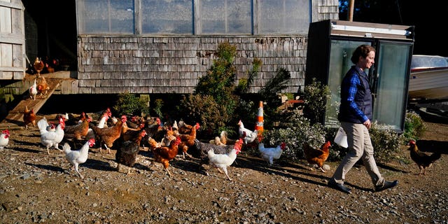 Chickens follow Heather Retberg on her family's farm, Friday, September 17, 2021 in Penobscot, Maine. A voting question will give Maine voters a chance to decide on a first in the nation "right to food change." (AP Photo / Robert F. Bukaty)