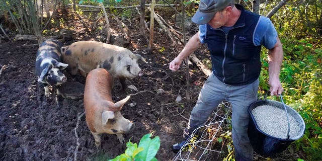 Phil Retberg feeds his pigs at Quill's End Farm, Friday, September 17, 2021 in Penobscot, Maine. A voting question will give Maine voters a chance to decide on a first in the nation "right to food change." (AP Photo / Robert F. Bukaty)