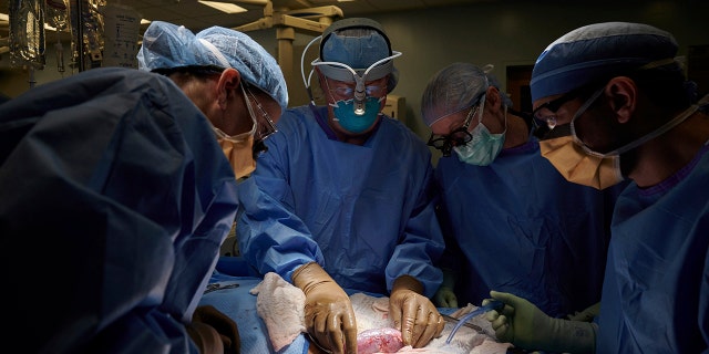 In this September 2021 photo provided by NYU Langone Health, a surgical team at the hospital in New York examines a pig kidney attached to the body of a deceased recipient for any signs of rejection. (Joe Carrotta/NYU Langone Health via AP)