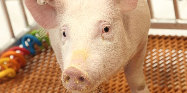 This undated photo provided by Revivicor in December 2020 shows a "GalSafe" pig which was genetically engineered to eliminate a sugar in pig cells, foreign to the human body, which causes immediate organ rejection. Scientists temporarily attached kidney from one of these pigs to a human body and watched it begin to work, a small step in the decades-long quest to one day use animal organs for life-saving transplants. (Revivicor via AP)