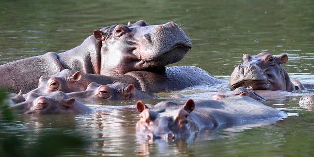 Hippos float in the lake at Hacienda Napoles Park, once the private estate of drug kingpin Pablo Escobar who imported three female hippos and one male decades ago in Puerto Triunfo, Colombia on Feb. 4, 2021. (AP Photo/Fernando Vergara, File)