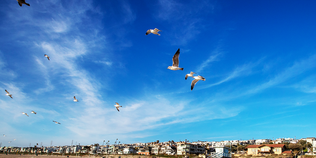 Birds take flight on the beach between 26th and 27th Streets at Bruces Beach in Manhattan Beach. Los Angeles County is trying to give the land back to the Bruce family, a Black family that was pushed off Bruces Beach a century ago by Manhattan Beach. Bruces Beach was one of the most prominent Black-owned resorts by the sea.The Bruce family used to have a resort right on the strand where the Los Angeles County Lifeguard Division office is and was popular with Black beachgoers. The Bruce's Beach plaque is at the top of the hill, but the actual Bruce property is the lifeguard building at the bottom of the hill, on the Strand at Bruce's Beach between 26th Street and 27th Street on Wednesday, March 24, 2021 in Manhattan Beach, CA. (Allen J. Schaben / Los Angeles Times via Getty Images)