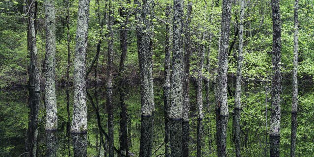 The New Jersey Pine Barrens is a 1.1 million-acre pineland that encompasses most of South Jersey and has several ghost towns and eerie forests.