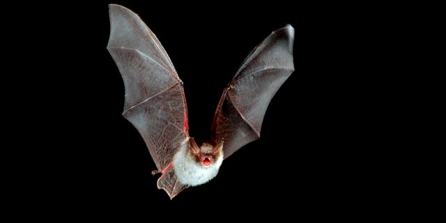 O morcego de Natterer em voo (Myotis nattereri) à noite.