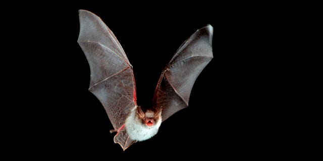 Natterer's bat in flight (Myotis nattereri) at night.