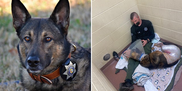 K-9 Nikos, pictured right with his handler Deputy Ryan Humburg, was released from the vet Monday to continue his recovery at home.
