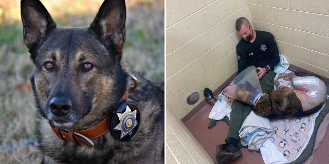 K-9 Nikos, pictured right with his handler Deputy Ryan Humburg, was released from the vet Monday to continue his recovery at home.