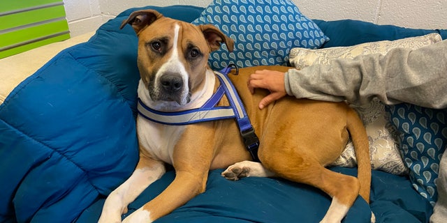 Noah's Animal House provides shelter to pets of domestic violence survivors while their family stays next door at a shelter for women and children. Baxter and his family have been there for four months. (Ashley Soriano/Fox News)