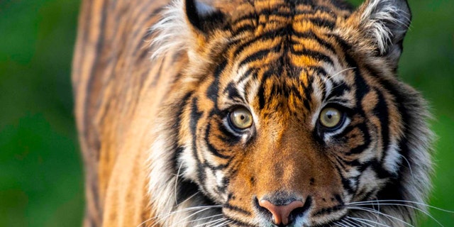 Kirana, a 6-year-old female Sumatran tiger at the Point Defiance Zoo and Aquarium in Tacoma, died Monday from injuries she suffered during a breeding introduction with a mate, zoo officials said.