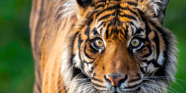 Kirana, a 6-year-old female Sumatran tiger at the Point Defiance Zoo and Aquarium in Tacoma, died Monday from injuries she suffered during a breeding introduction with a mate, zoo officials said.