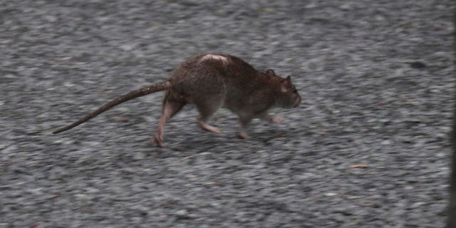 A rat runs along the High Line Park on Sept. 22, 2018 in New York City.