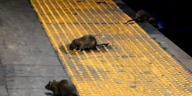 Three rats scavenge for food on the subway platform at Herald Square Sept. 3, 2017 in New York City.