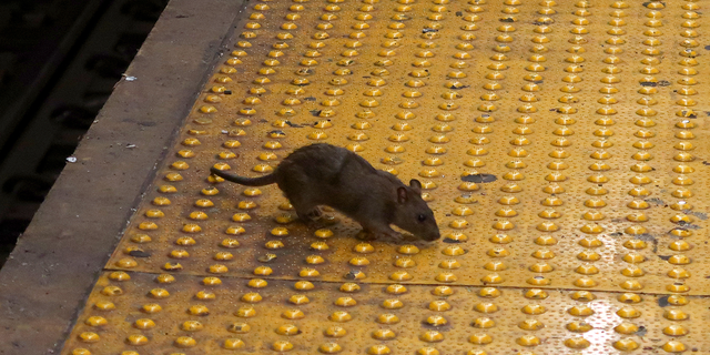 فأر شوهد في محطة مترو أنفاق في نيويورك.  تعتبر مدينة نيويورك واحدة من "أكثر خشونة" مدن في البلاد.