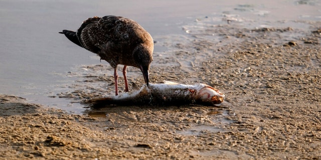 A seagull eats a dead fish after an oil spill in Huntington Beach, Calif. On Monday, October 4, 2021.