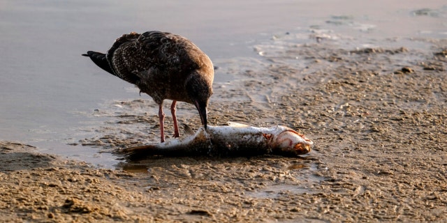 A seagull eats a dead fish after an oil spill in Huntington Beach, Calif., on Monday, Oct. 4, 2021.