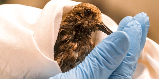 A staff of California Department Fish & Wildlife examines a contaminated Sanderling from the oil spill in Huntington Beach, Calif., on Monday, Oct. 4, 2021.